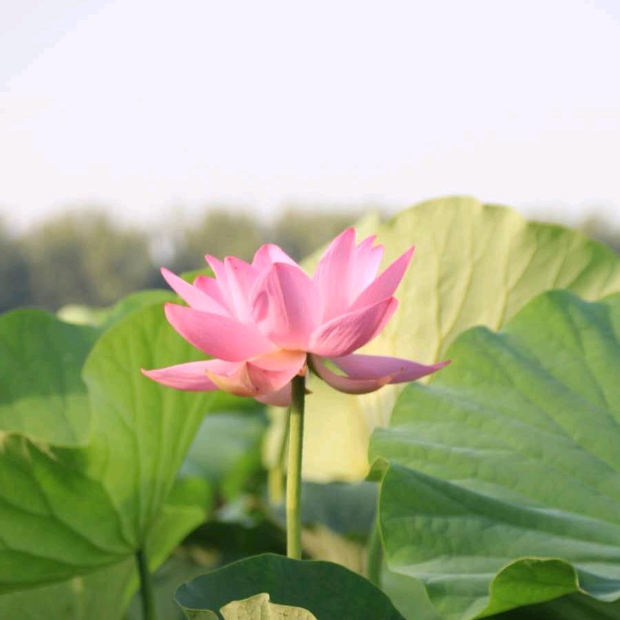 清心❤️