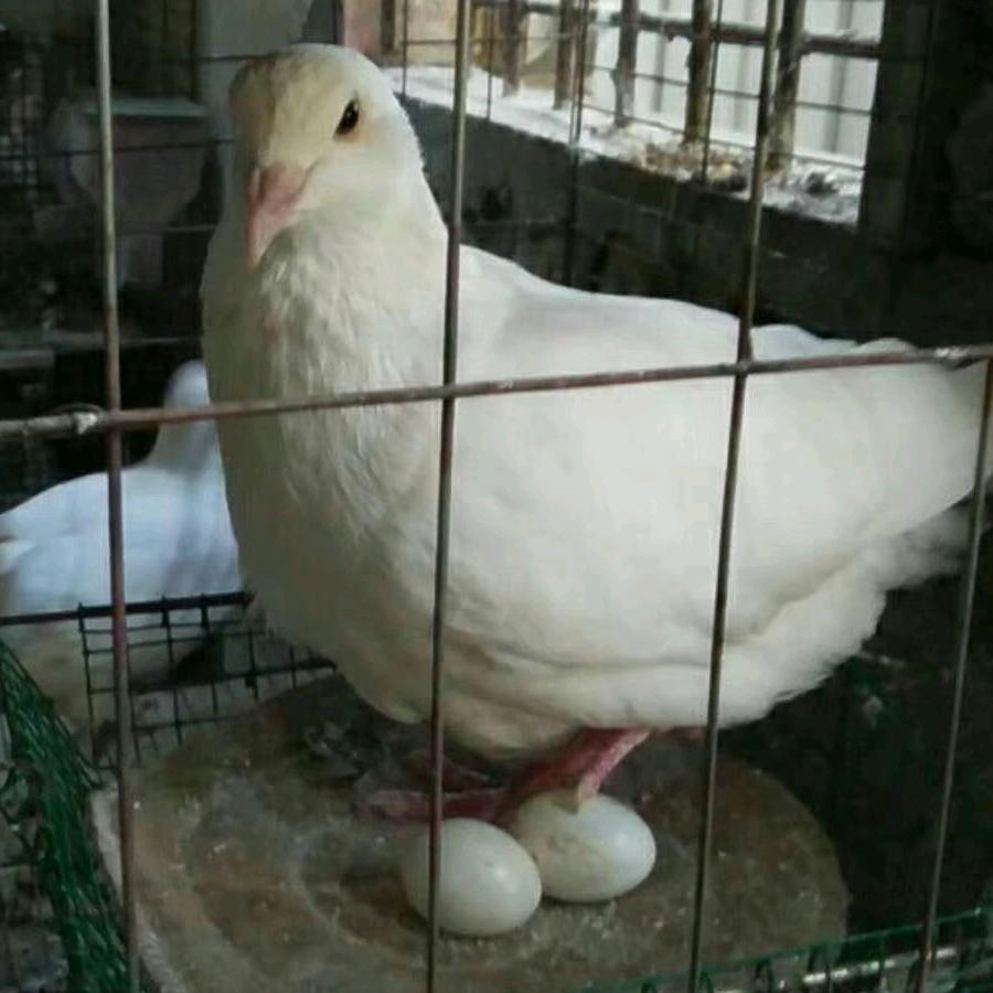 🕊鸽自安好🕊