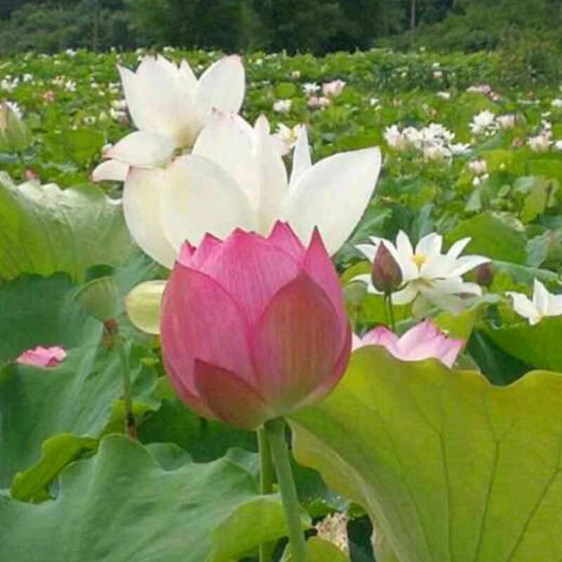 风中的蔷薇¹⁷