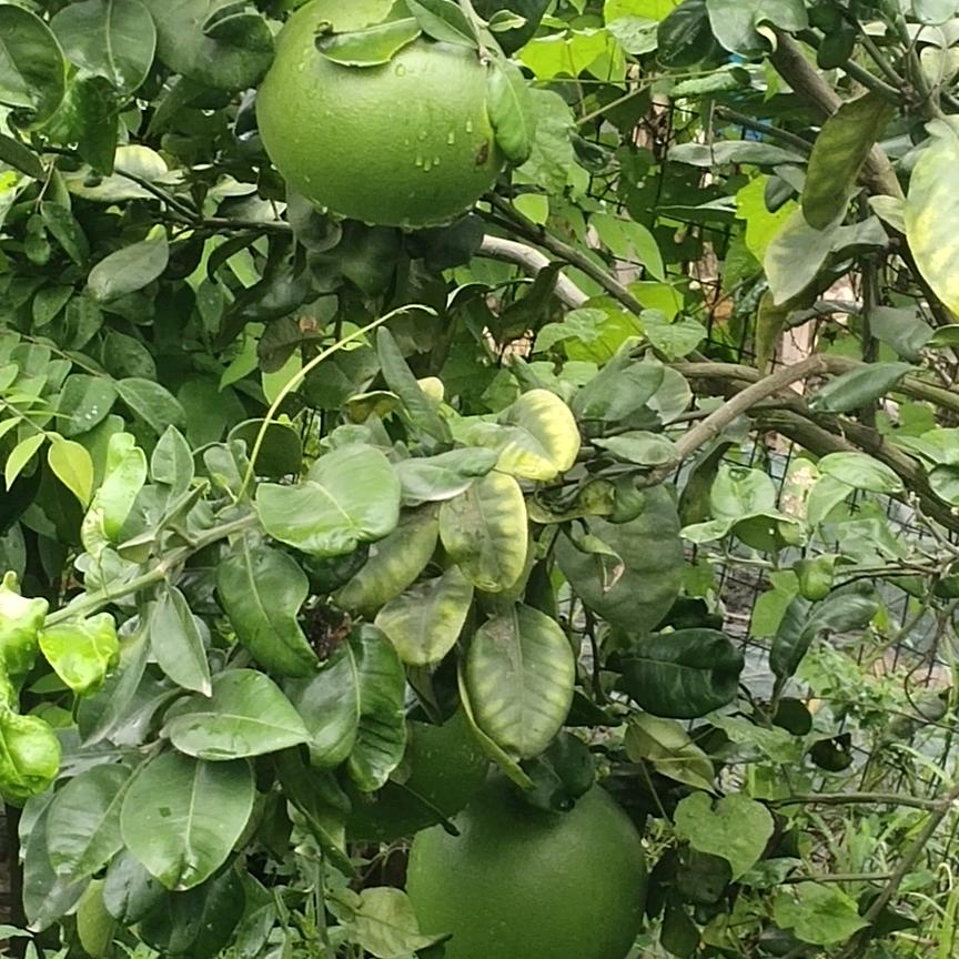 笑弄清风