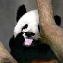 躺平教第一任教主