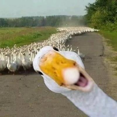 喜狼狼