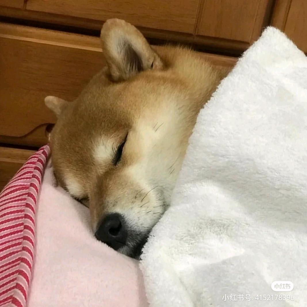 皮蛋solo粥~