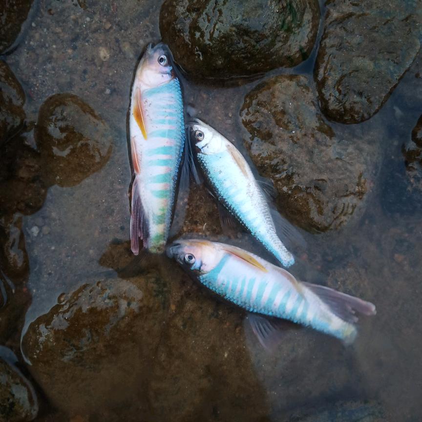 @溪流钓🐟小周