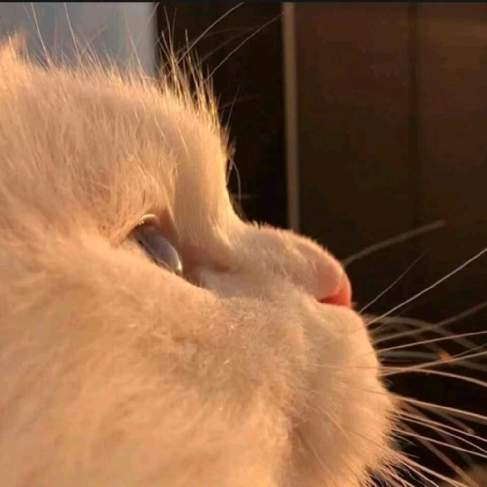 筱筱