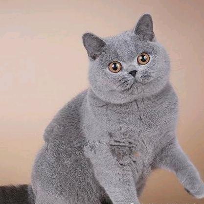 大蓝猫
