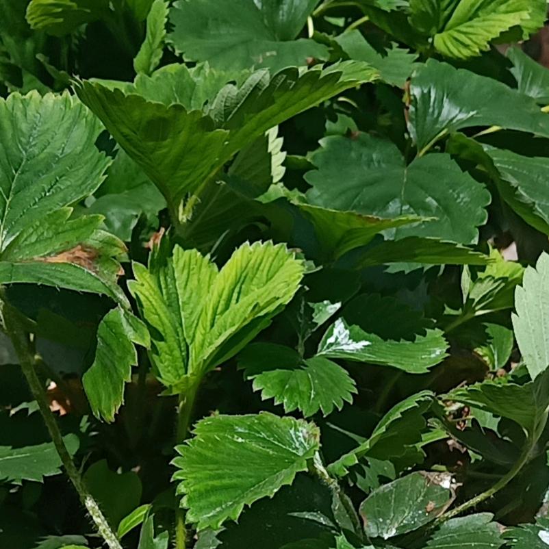 迷茫