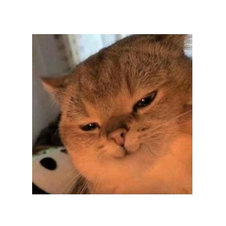至尊猫🌧️