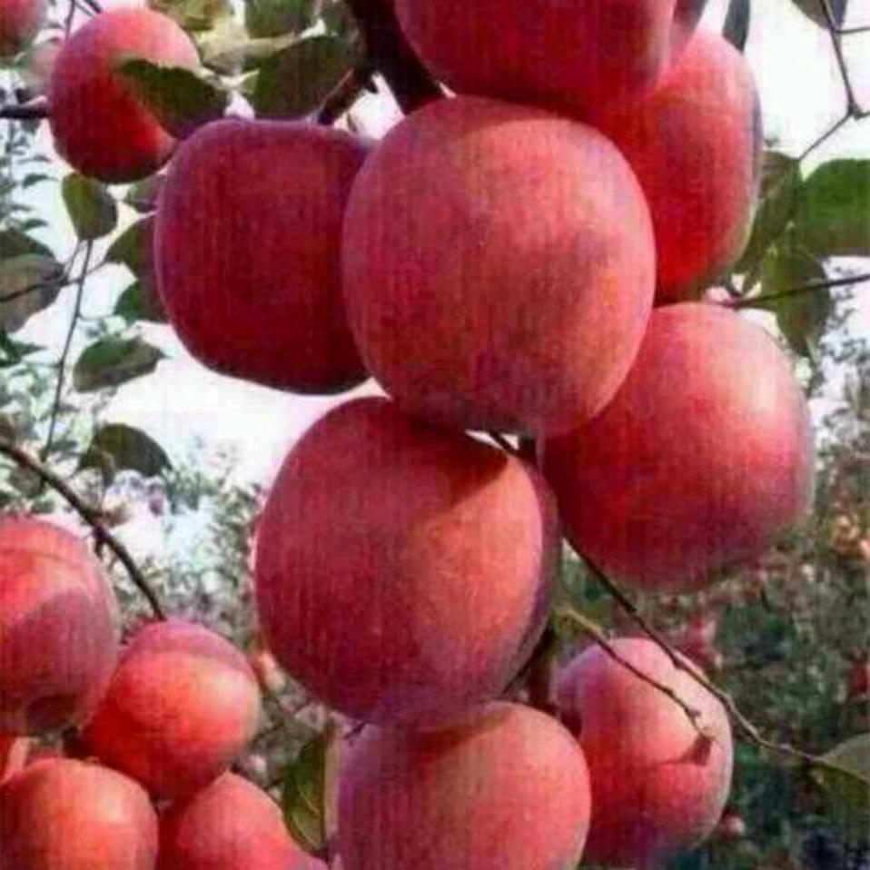 红苹果《拒绝私聊》