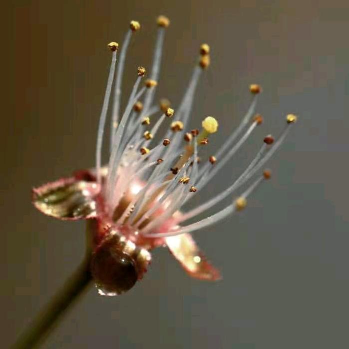 芬