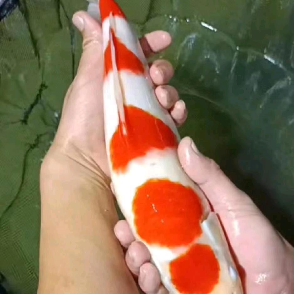 云良锦鲤养殖场