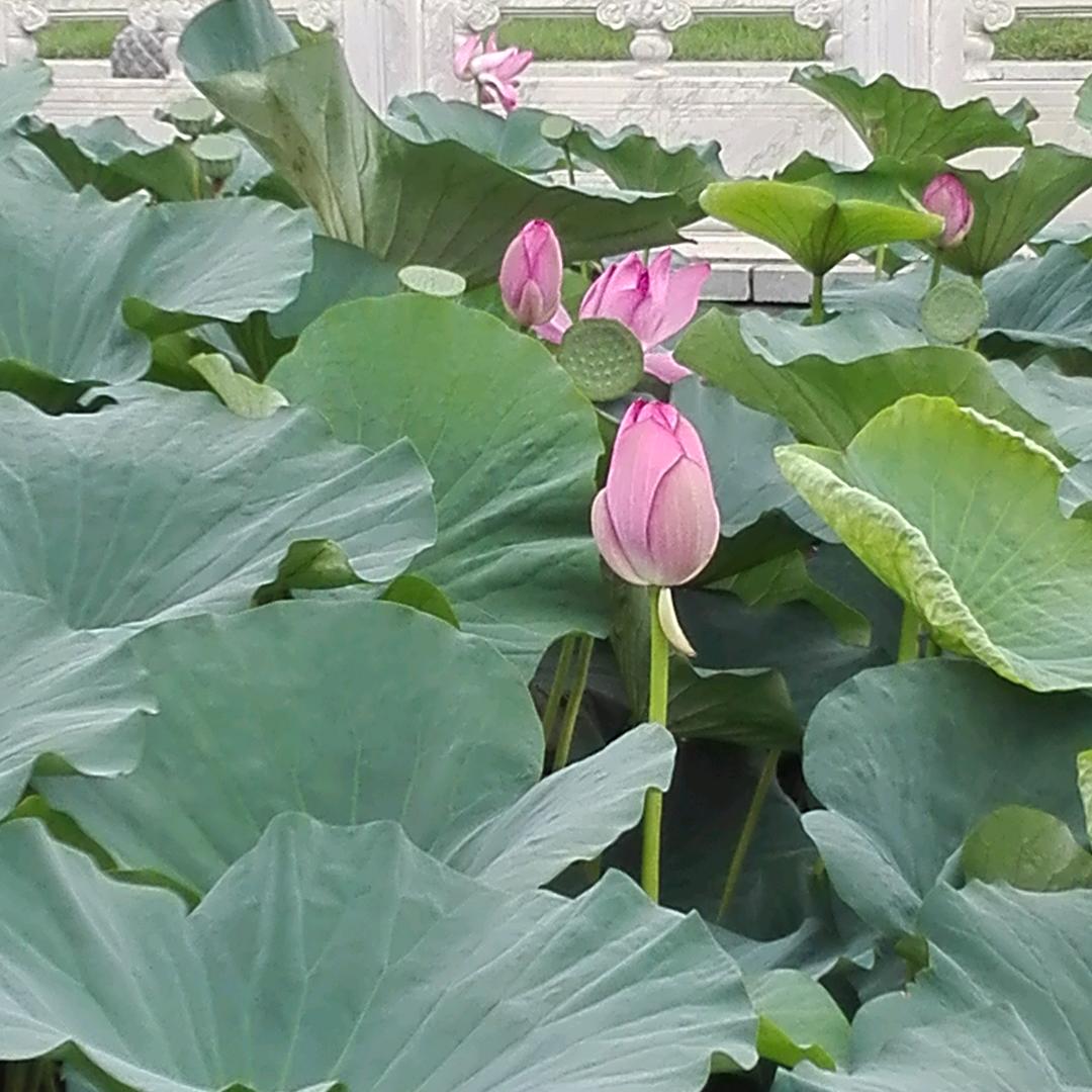 金刚持✋声音瑜伽