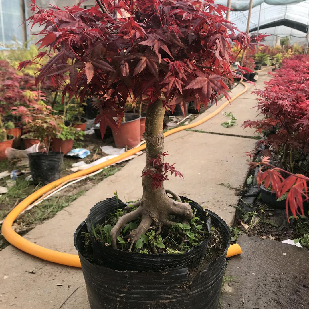 熙溪花卉