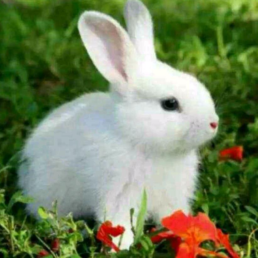 玉兔💞75.11.22兔🐇💞🐰