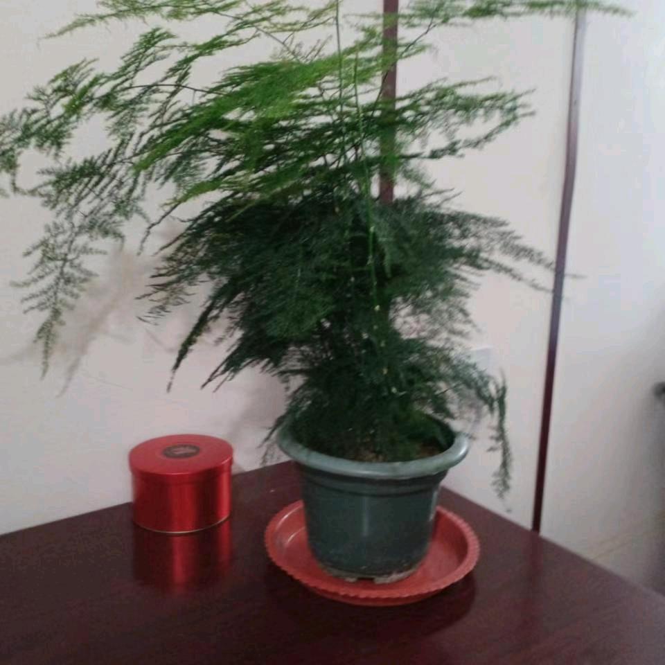 铿锵玫瑰