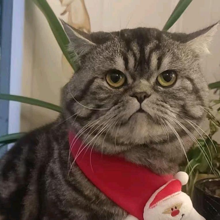 一个卖宠物的小姐姐