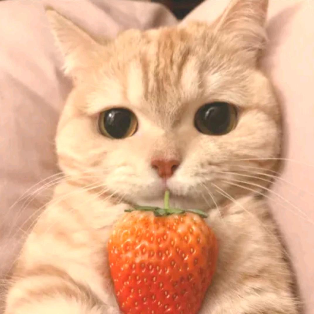 遇见你的猫🐱 📷