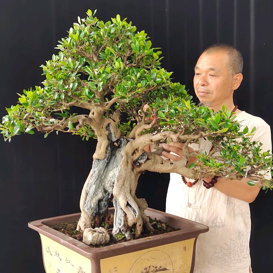 老汪家的盆景园