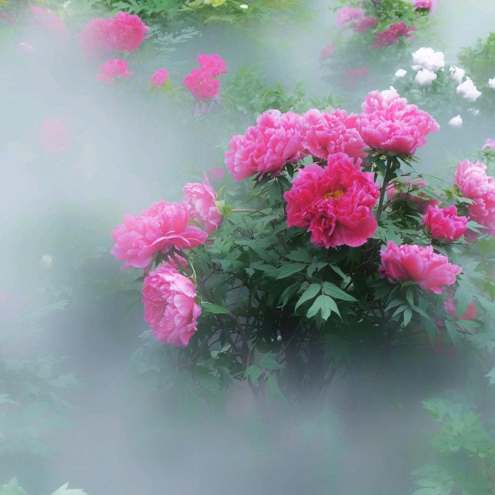 @雾里看花