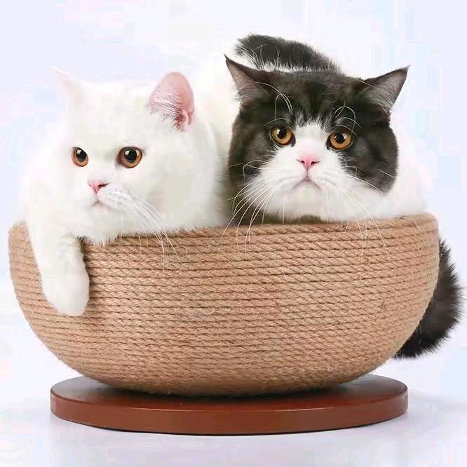 猫哥工厂【猫猫用品甄选】