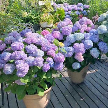 花有缘花卉