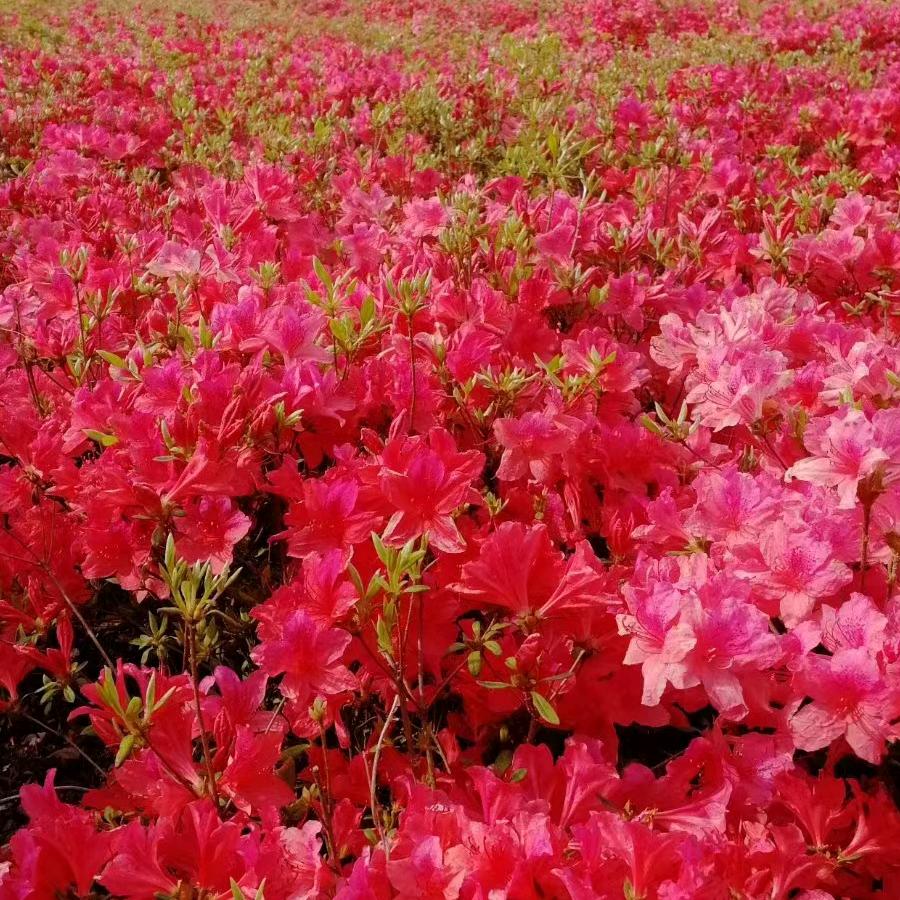 洛阳花多多映山红
