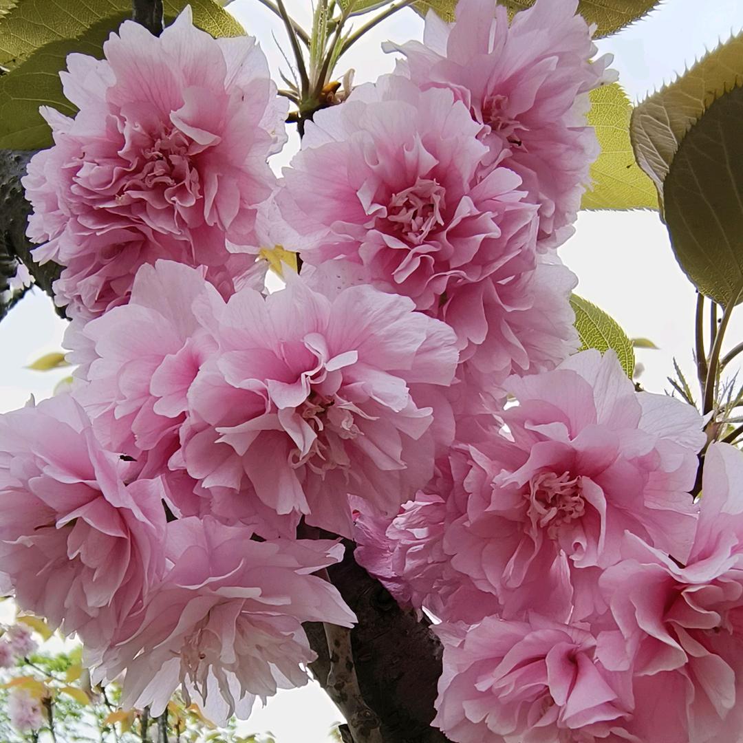 子默