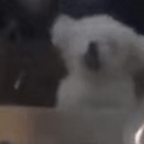 淇淇子的淇