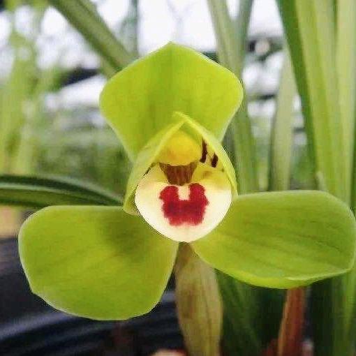 青青兰花种植园