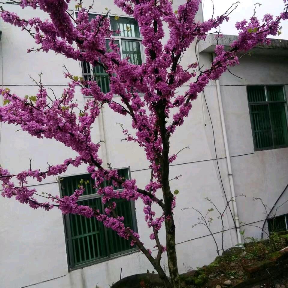 王聪