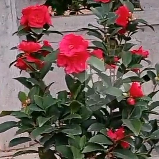 🍎🍎柿柿红🌷🌷