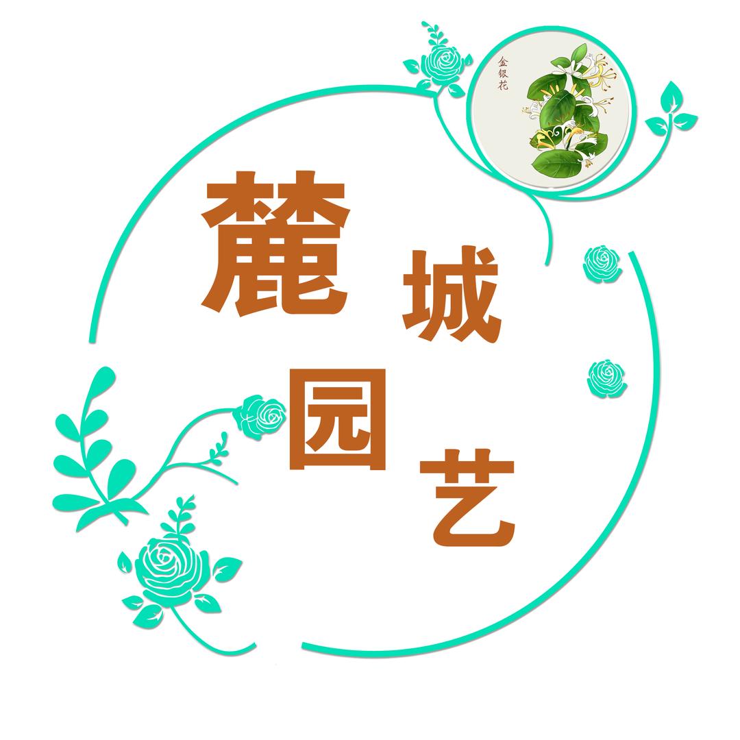麓城金银花盆景苗木场