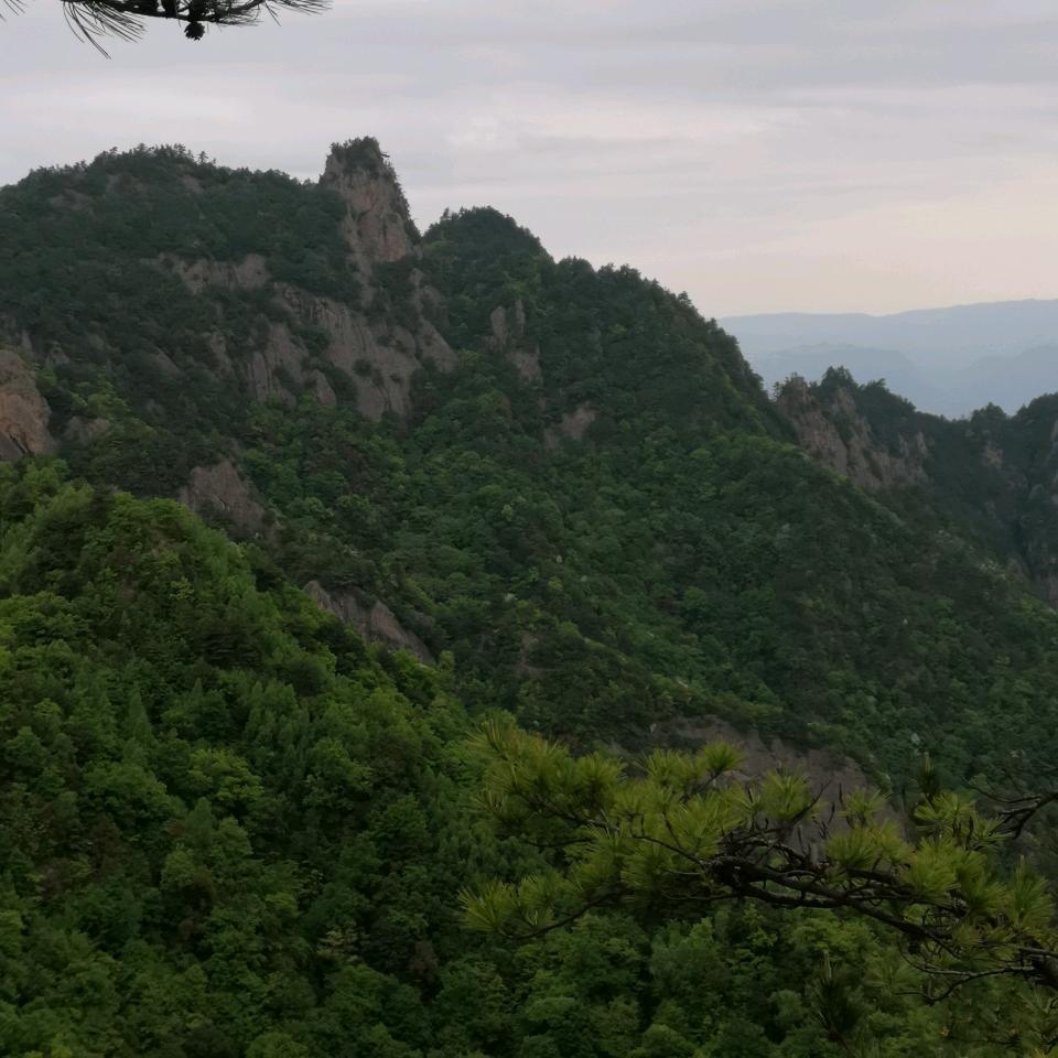 孤燕