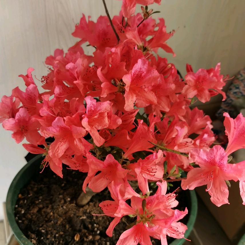 石昭立专业做托盘