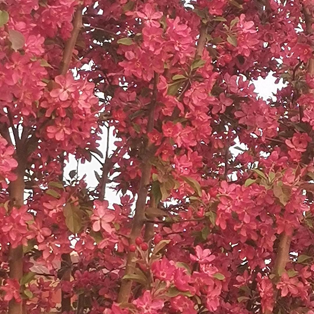 阿芳