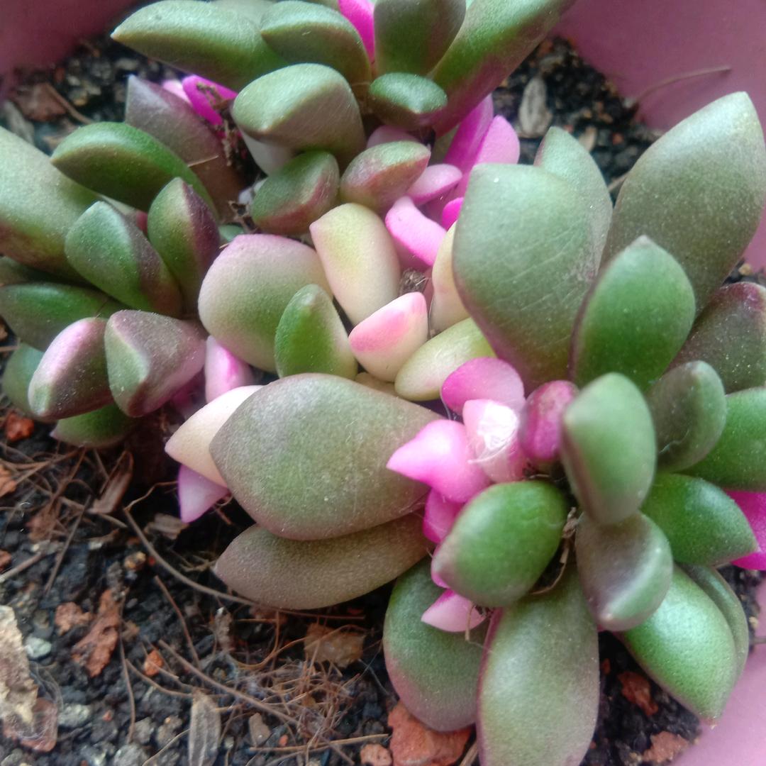 阿琪哥（学习）