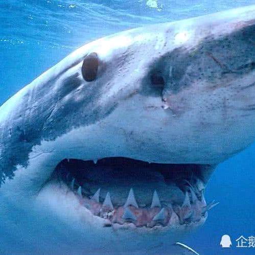 大白鲨