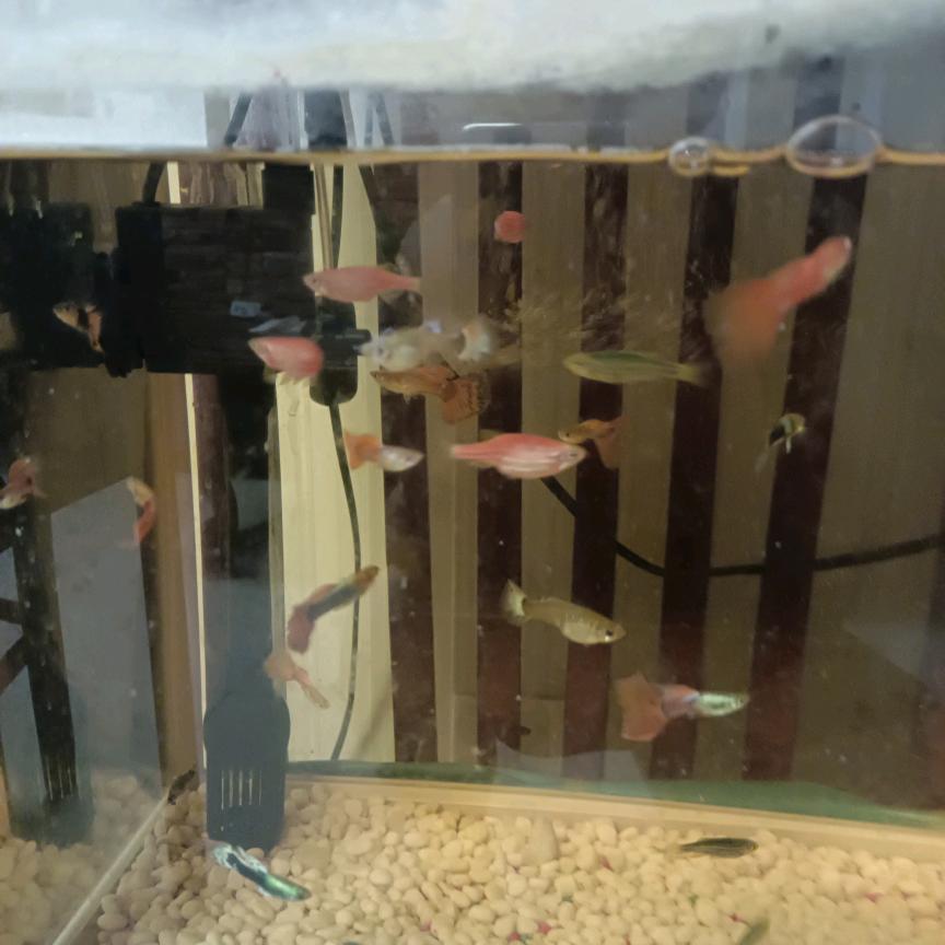 林中漫步
