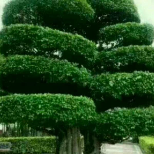 何必单恋一枝花
