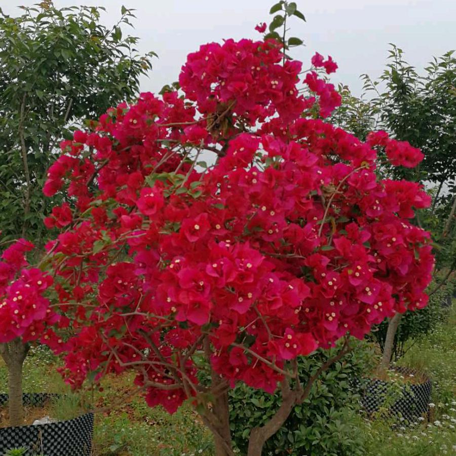 朱一品大闸蟹（福顺钓场）