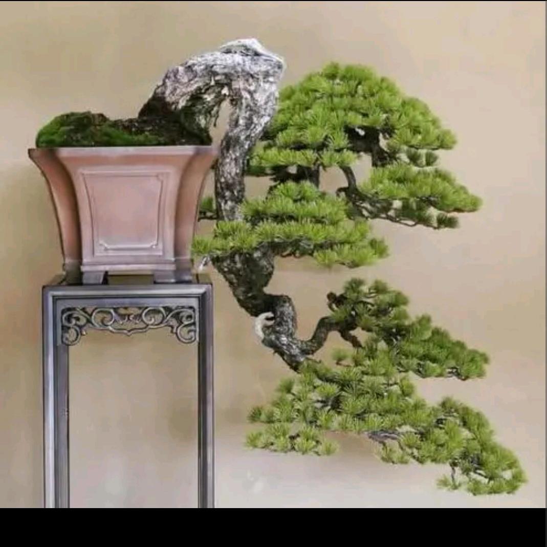 宁宁盆景