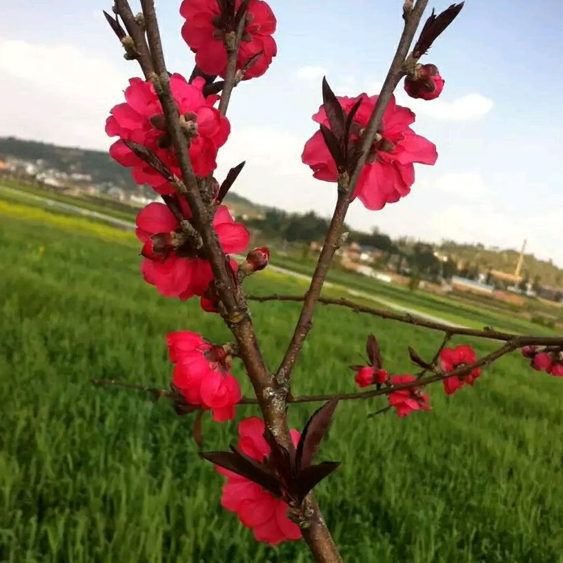 漂泊在外