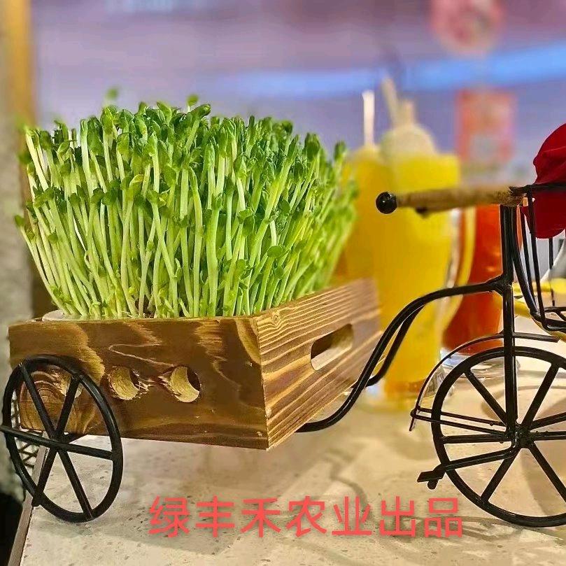 渭南绿丰禾芽苗菜（五红犬五黑犬）