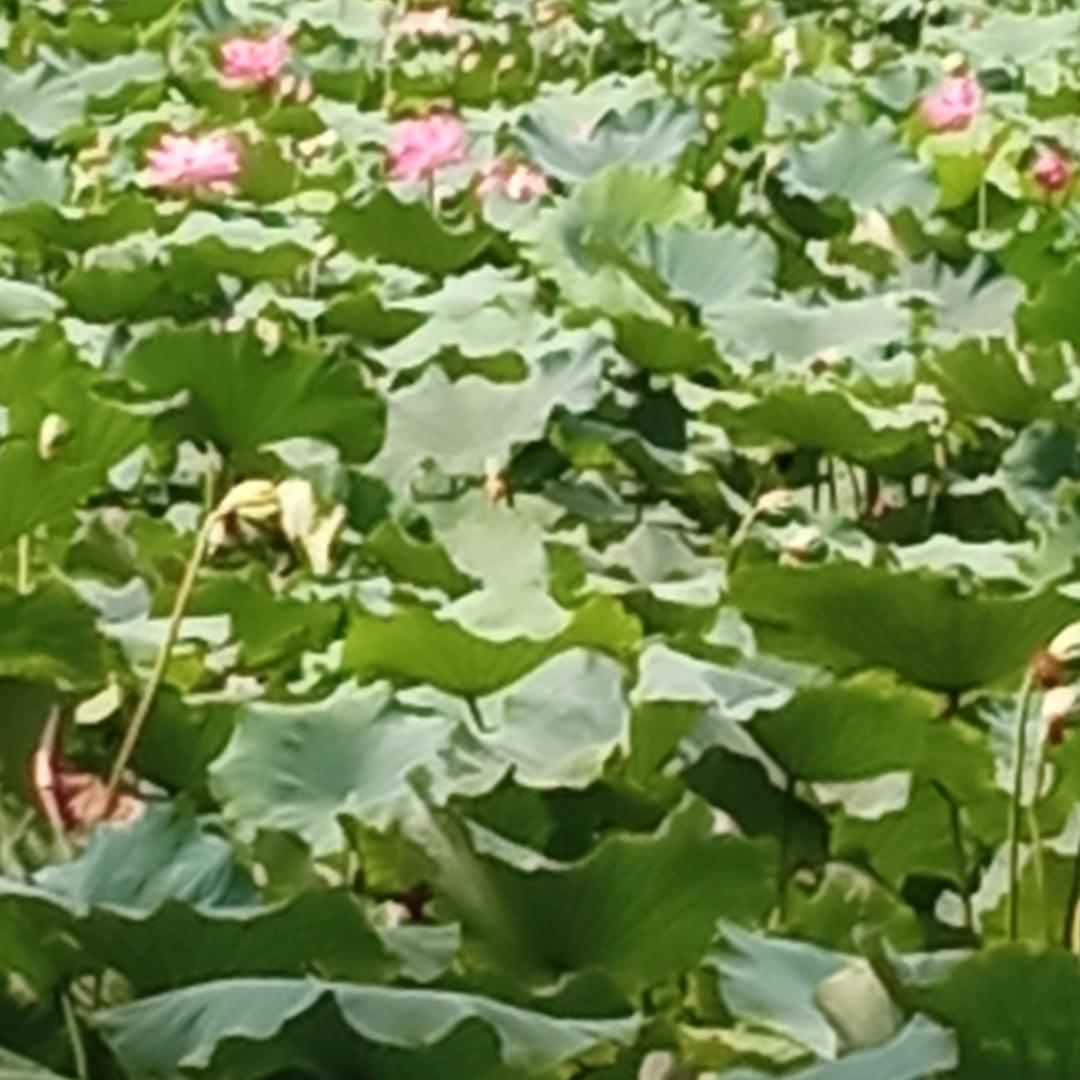 平淡人生