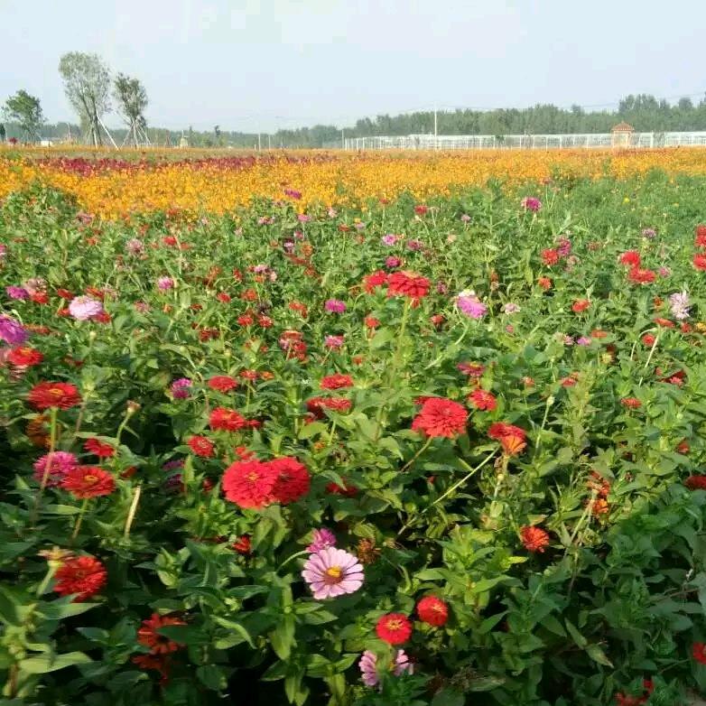 四姐(晚上八点准时开播)