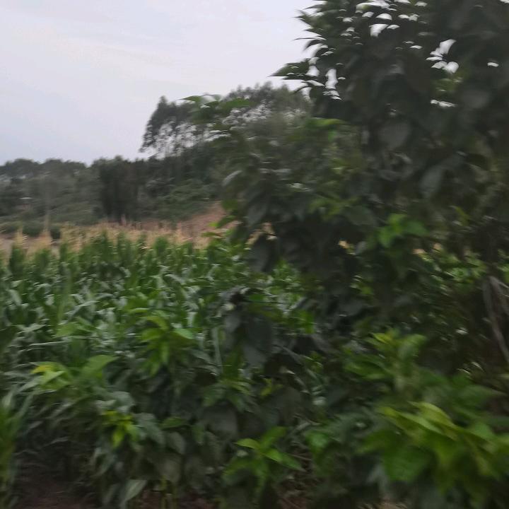 顺其自然