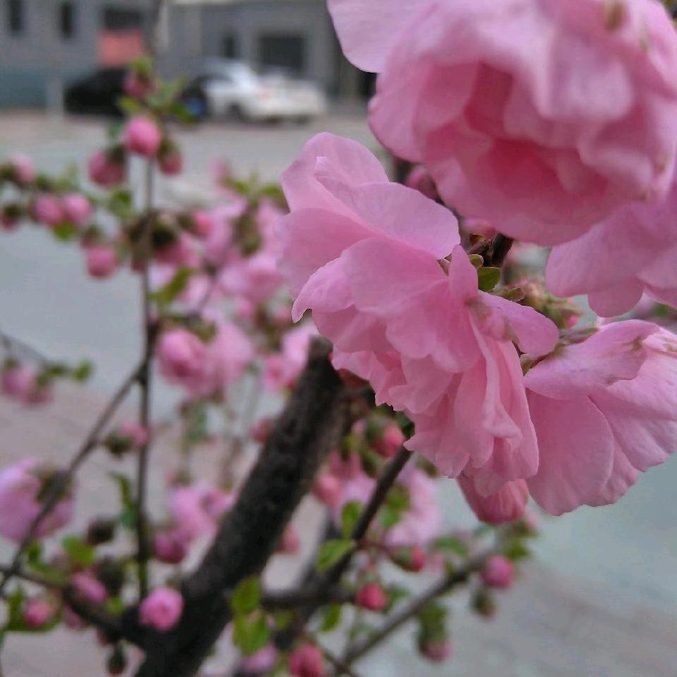 平安是福