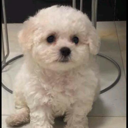 红烧大猪蹄子12