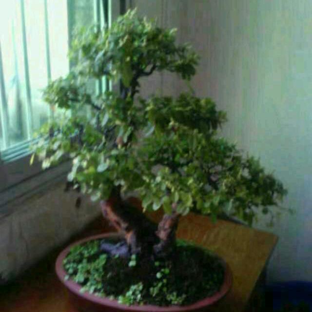 葵花