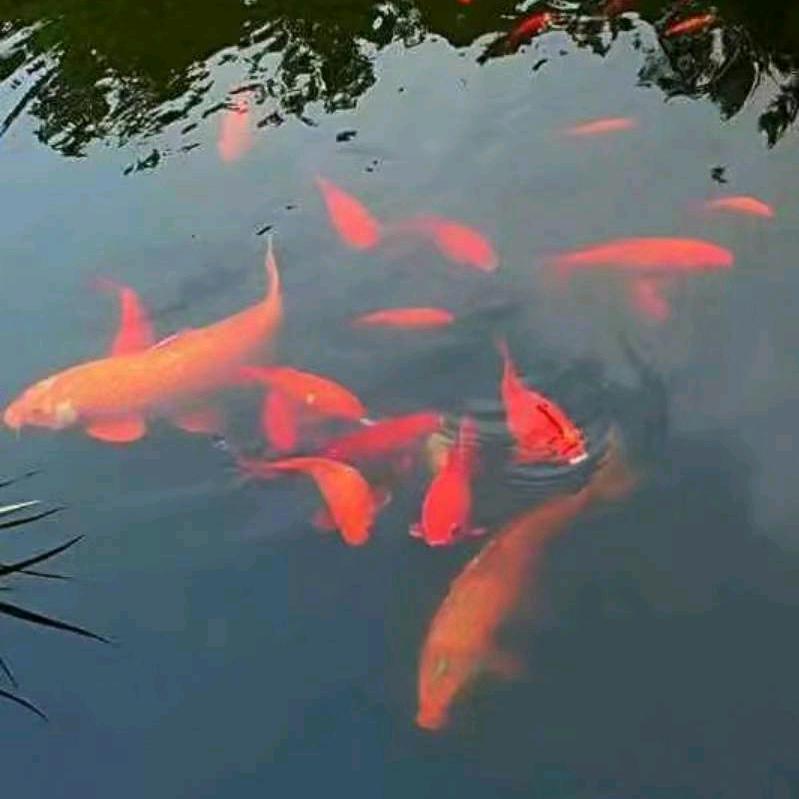 自由的鱼儿